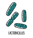 Lactobacillus bacterium in the intestinal microflora, vector illustration Royalty Free Stock Photo