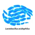 Lactobacillus. Probiotic. Lactobacillus acidophilus. Infographics. Vector illustration on isolated background.