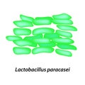 Lactobacillus. Probiotic. Lactobacillus paracasei. Infographics. Vector illustration on isolated background. Royalty Free Stock Photo