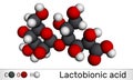 Lactobionic acid, lactobionate molecule. It is a disaccharide, sugar acid, food additive E399. Molecular model. 3D