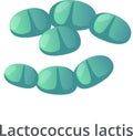 Lactococcus lactis bacteria forming a chain and a cluster, probiotic bacterium, lactic acid bacterium, isolated on white