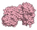 Lactoferrin protein. Lactoferrin is an iron-binding protein that is part of the innate immune system. It is involved in the Royalty Free Stock Photo