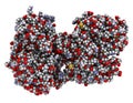 Lactoferrin protein. Lactoferrin is an iron-binding protein that is part of the innate immune system. It is involved in the Royalty Free Stock Photo