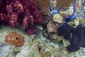 Spotted Trunkfish in reef Royalty Free Stock Photo