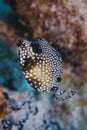 Lactophrys bicaudalis , spotted trunkfish close up Royalty Free Stock Photo