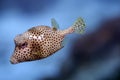 Lactophrys triqueter,smooth trunkfish Royalty Free Stock Photo