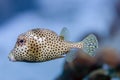 Lactophrys triqueter; Smooth trunkfish Royalty Free Stock Photo