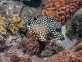 Lactophrys triqueter, smooth trunkfish, iboxfish Royalty Free Stock Photo