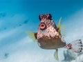 Lactophrys triqueter, smooth trunkfish Royalty Free Stock Photo