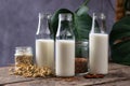 Lactose free nondairy buckwheat milk Royalty Free Stock Photo