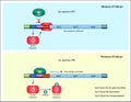 Lactose operon