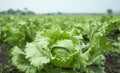 Lactuca sativa, Field of Green Frisee lettuce growing in rows Royalty Free Stock Photo
