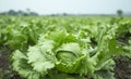 Lactuca sativa, Field of Green Frisee lettuce growing in rows