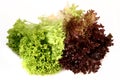 Lactuca sativa lettuce_green red