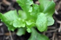 Close up of fresh green loose leaf Lettuce seedling Royalty Free Stock Photo