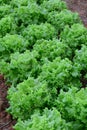 Lactuca sativa plants in field Royalty Free Stock Photo