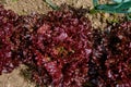 Lollo Rossa red leaf lettuce