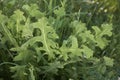 Lactuca serriola plant Royalty Free Stock Photo