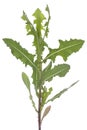 Lactuca serriola Torn