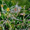 lactuca virosa herb, on the background of nature.