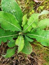 Lactuca virosa often called wild lettuce