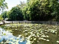 Lacul cu Nuferi (Waterlilies Lake), Felix Baths - Baile Felix, B Royalty Free Stock Photo