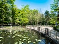 Lacul cu Nuferi (Waterlilies Lake), Felix Baths - Baile Felix, B Royalty Free Stock Photo