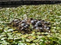 Lacul cu Nuferi (Waterlilies Lake), Felix Baths - Baile Felix, B Royalty Free Stock Photo