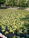 Lacul cu Nuferi (Waterlilies Lake), Felix Baths - Baile Felix, Royalty Free Stock Photo