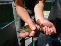 Brown trout lacustrine form salmo trutta lacustris Royalty Free Stock Photo