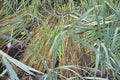 Lacustrine vegetation reeds and algae Royalty Free Stock Photo