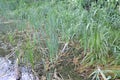 Lacustrine vegetation reeds and algae Royalty Free Stock Photo