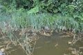 Lacustrine vegetation reeds and algae Royalty Free Stock Photo