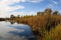 Lacy Clouds Reflected In Pond