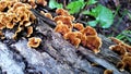 Lacy Mushrooms on a Rough Log