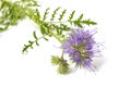 Lacy phacelia Royalty Free Stock Photo