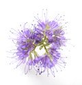 lacy phacelia, blue tansy Royalty Free Stock Photo