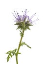 Lacy phacelia