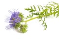 Lacy phacelia