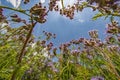 Lacy phacelia, blue tansy, purple tansy - Phacelia tanacetifolia