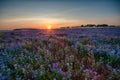 Lacy phacelia field Royalty Free Stock Photo