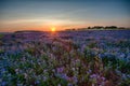 Lacy phacelia field