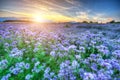 Lacy phacelia field