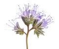 Lacy phacelia phacelia tanacetifolia