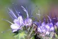 Lacy phacelia or purple tansy (phacelia tanacetifolia) flower head close up.