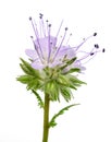 Lacy phacelia phacelia tanacetifolia