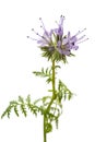 Lacy phacelia phacelia tanacetifolia