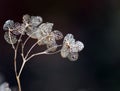 Autumn winter dark botanical background of lacy dried hydrangea flowers