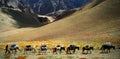 Ladakh Royalty Free Stock Photo
