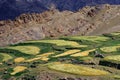 Ladakh, fields, India Royalty Free Stock Photo